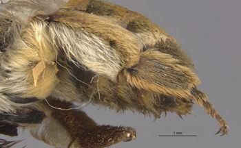 Media type: image;   Entomology 17217 Aspect: Leg hind
